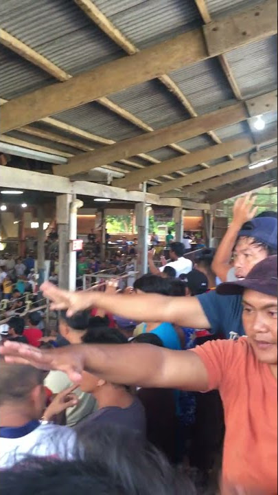 Betting in the cockfighting arena in the Philippines