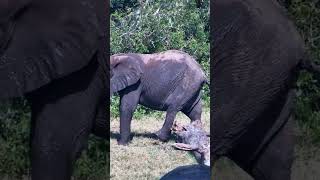 An Elephant Itch