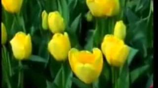 Tasavvuftan Damlalar-Vesile Ve Tevessul-2