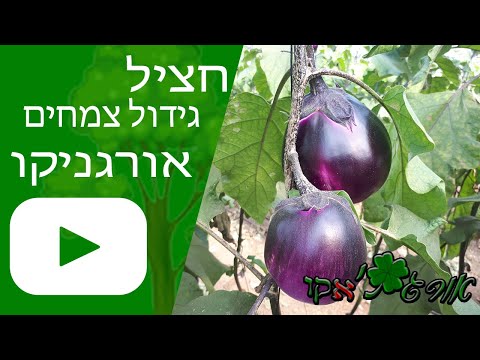 וִידֵאוֹ: שתילת שתילי חצילים