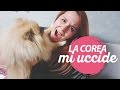 ECCO PERCHÉ LA COREA MI UCCIDE // Giornata tipo coreana