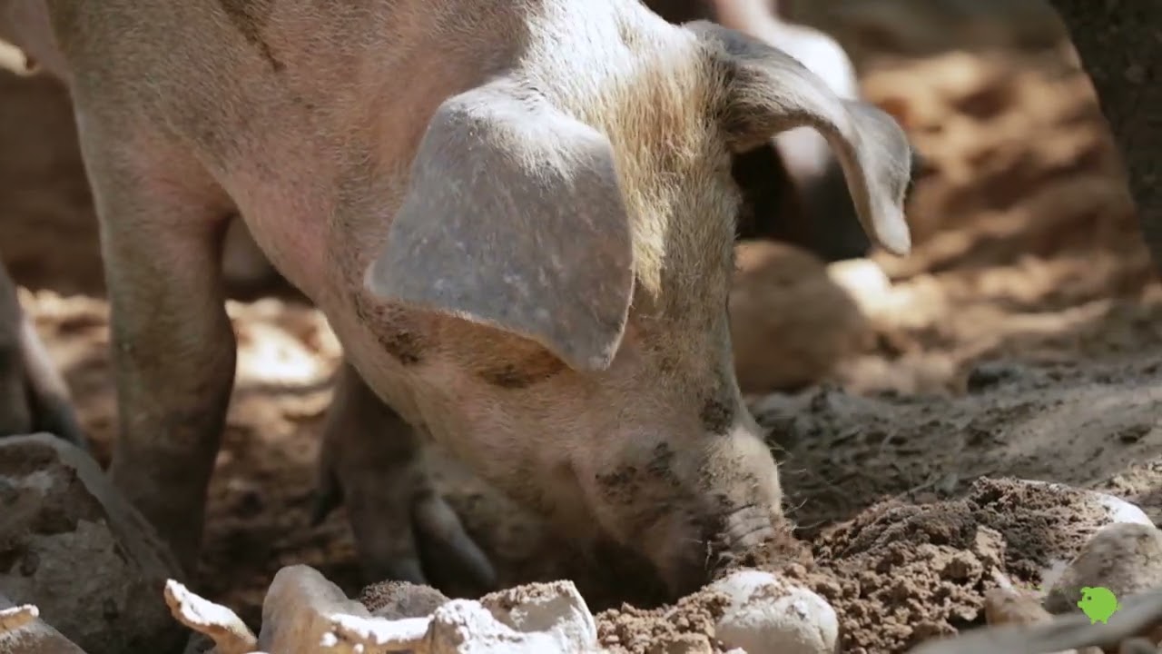 Cría de cerdos en ganadería ecológica de Embutidos Luis Gil. Las madres.