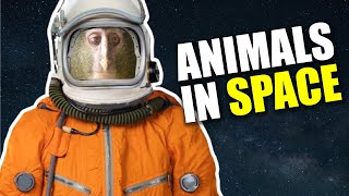 How Many Animals Have Been Sent to Space?