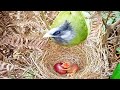 Crested finchbill Birds - Mother feeds baby in nest [ Review Bird Nest ]