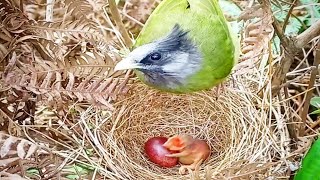 Crested finchbill Birds  Mother feeds baby in nest [ Review Bird Nest ]