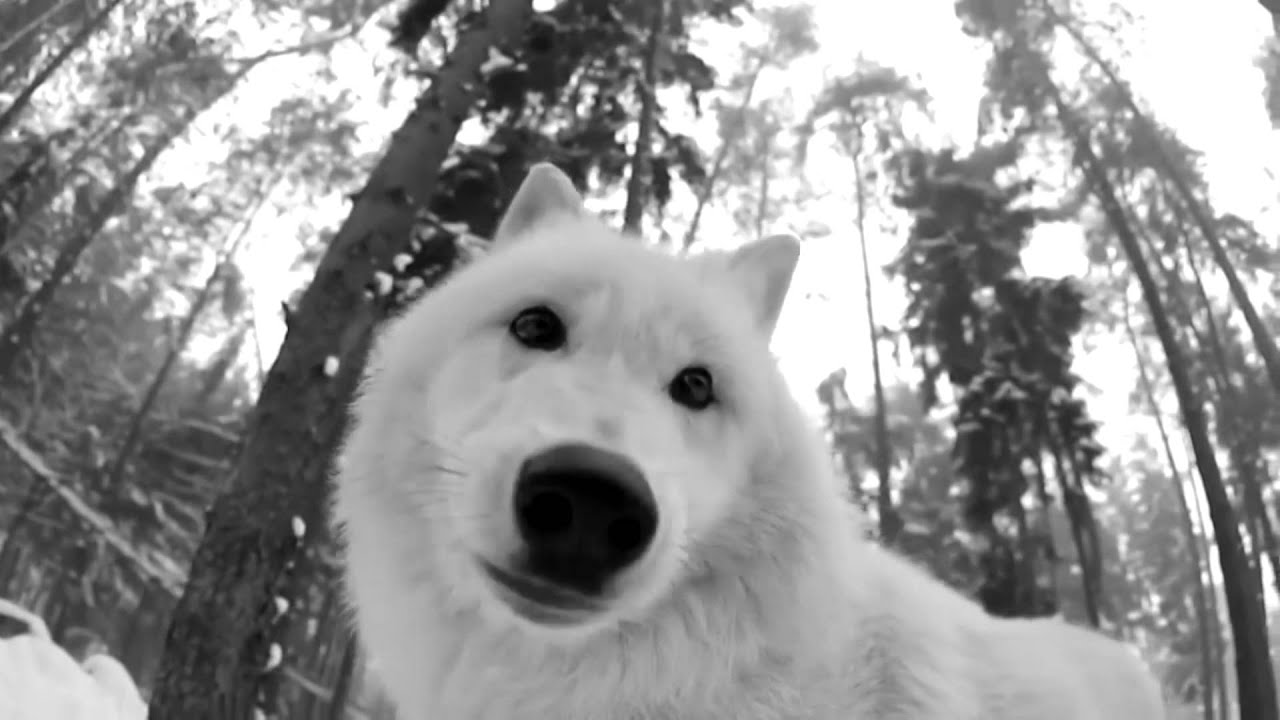 Wolf at Night - YouTube