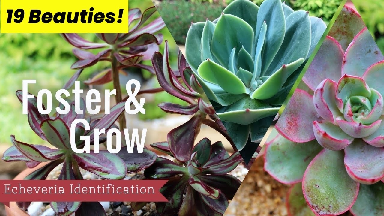 Our Beautiful Echeveria Collection (19 different types anyone can grow)