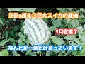 動画で家庭菜園『100kg超え？巨大スイカの栽培…9月収穫？ なんとか一個だけ育っています！』H30.8.26