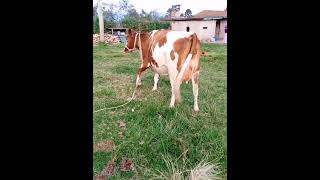 A incalf dairy cow for sale A incalf dairy cow for sale