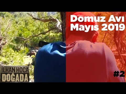 Domuz Avı Mayıs 2019 - 2  ilhan Hoca Doğada - Wildboar Hunting Turkey - Yaban Tv