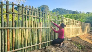 Download Lagu Build and complete your dream bamboo house.How to make a bamboo wall around the house MP3