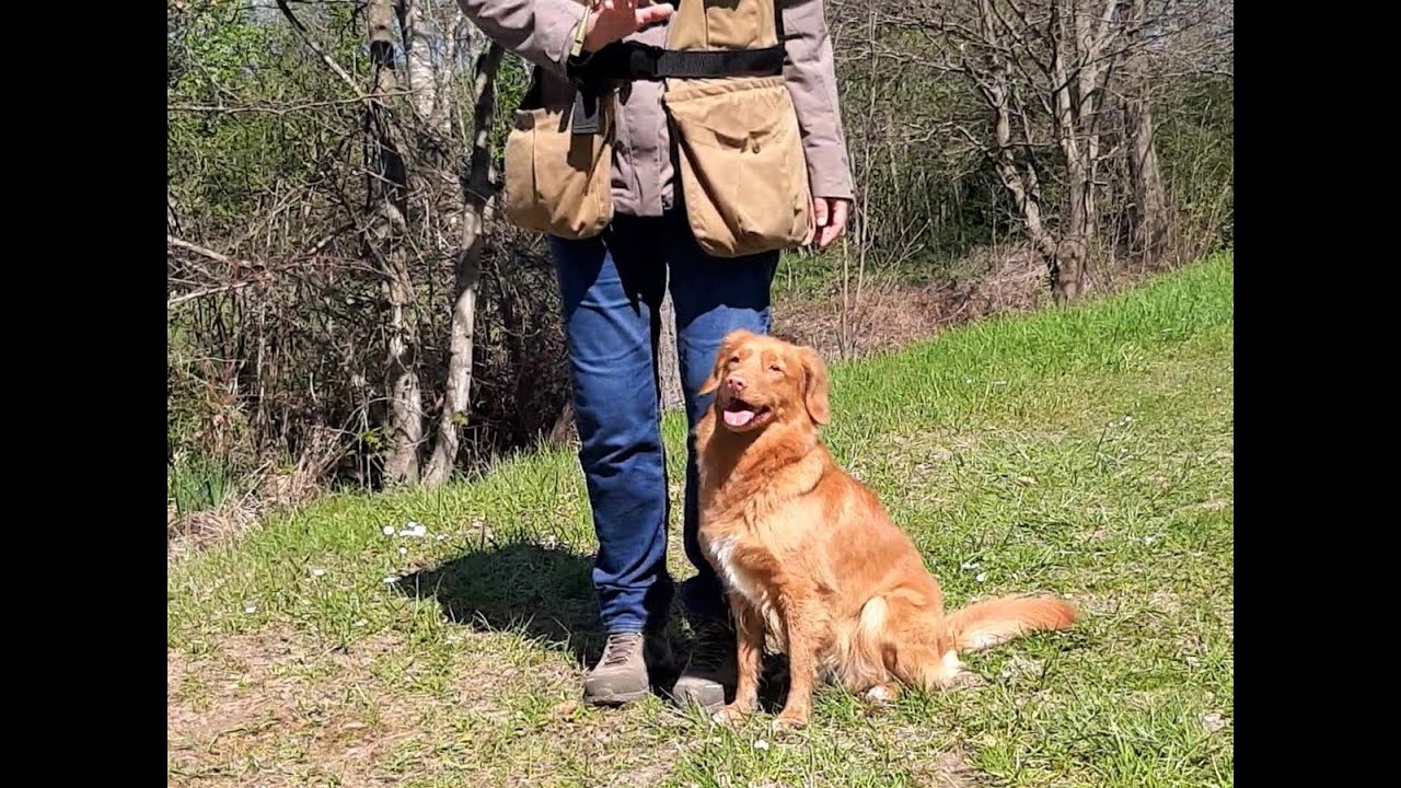 verschiedene Übungsteile, Dummytraining mit Standarddummys, amlandwasser Hundeschule in Freiburg