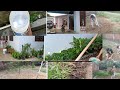 #lockdown|| Garden cleaning ||planting vegetable ||PART1 || lito yepthomi