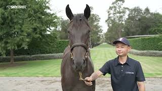 COOLMORE Stud - 2024 INGLIS EASTER YEARLING SALE PREVIEW