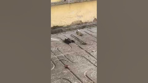 Săn con dơi siêu to khổng lồ giải cứu anh em