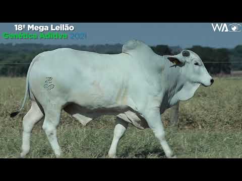 LOTE 23 - REMC A3022 - 18º MEGA LEILÃO GENÉTICA ADITIVA 2021