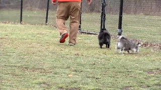 Pet Owners, Here Are Ways To Protect Your Pup From The Flu