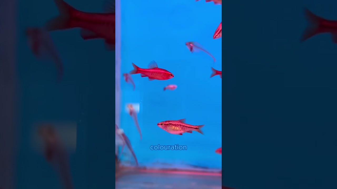 ДЕНЬ 9: вишневые барбусы — классная рыбка для любого общего аквариума!