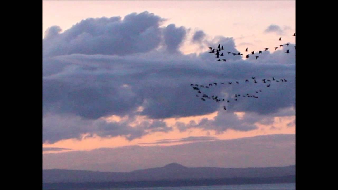 Towards future - Snow geese migration