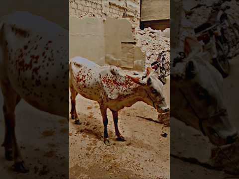 Alhamdulilah Hum Ne Janwer Le Liya Maveahi Mandi 2025 Trending Viral Shorts