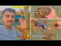 Aseel Chick Feed & Care Tips | چوزوں کی خوراک اور دیکھ بھال کا مکمل طریقہ 🐣✨️#aseel #cheema_aseel