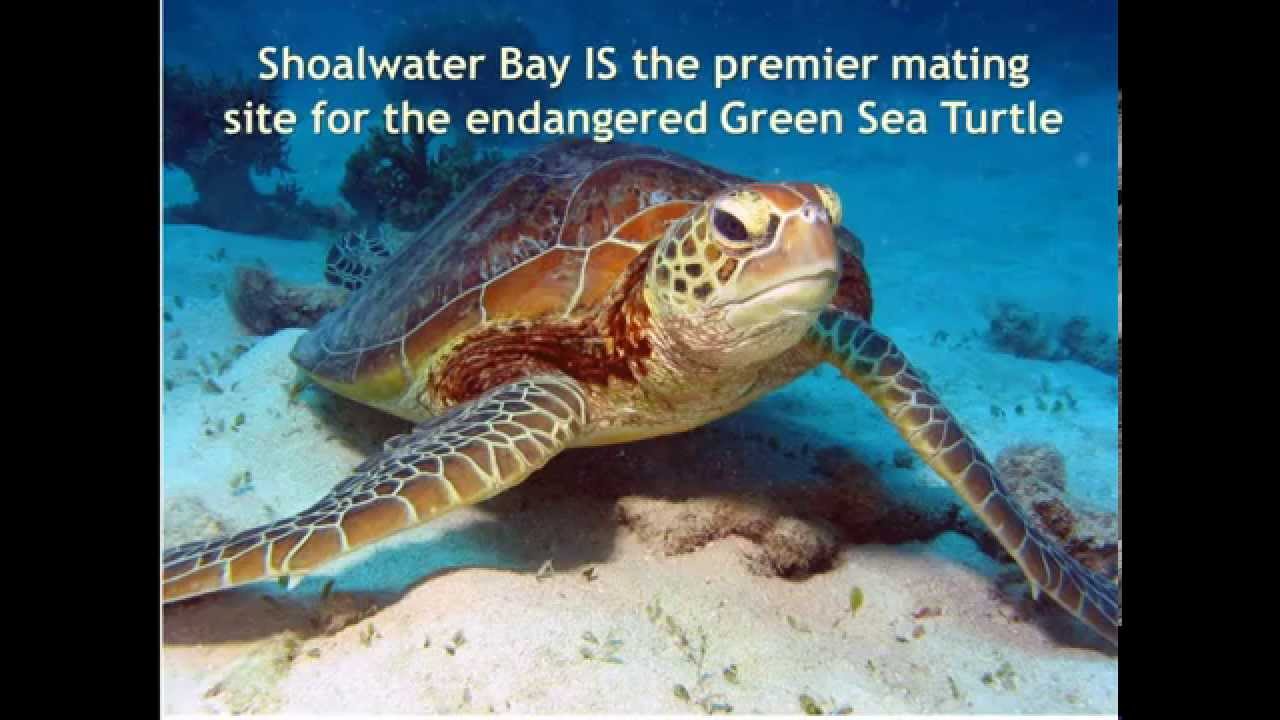 Save Shoalwater Bay Peace Convergence