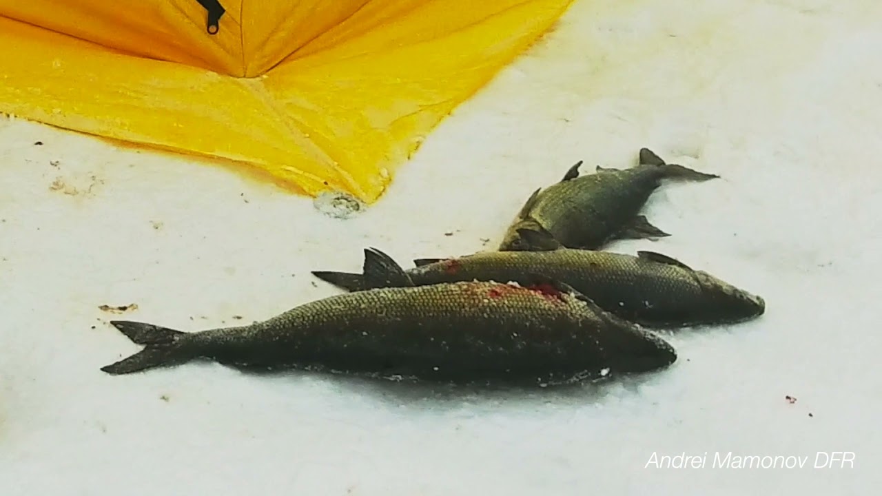 Ankarsund (Storuman) -1