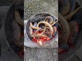 Bakar Belut pagi pagi Part 34 #ricaricabelut
