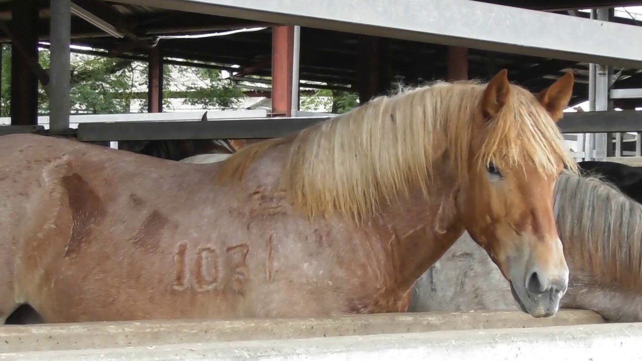 Feedlot of horse in Japan horse meat YouTube
