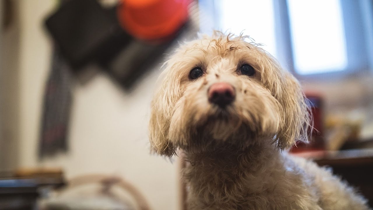 What is the temperament of Maltese dogs?