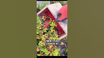 Cranberries May Boost Memory and Brain Function in Older Adults #CranberriesBenefits #BrainHealth