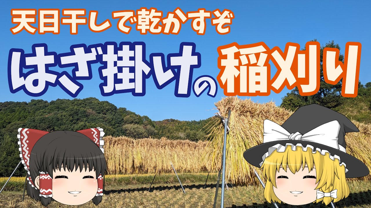 バインダーでの稲刈りとはざ掛けに挑む！化学肥料不使用の特別栽培米を 