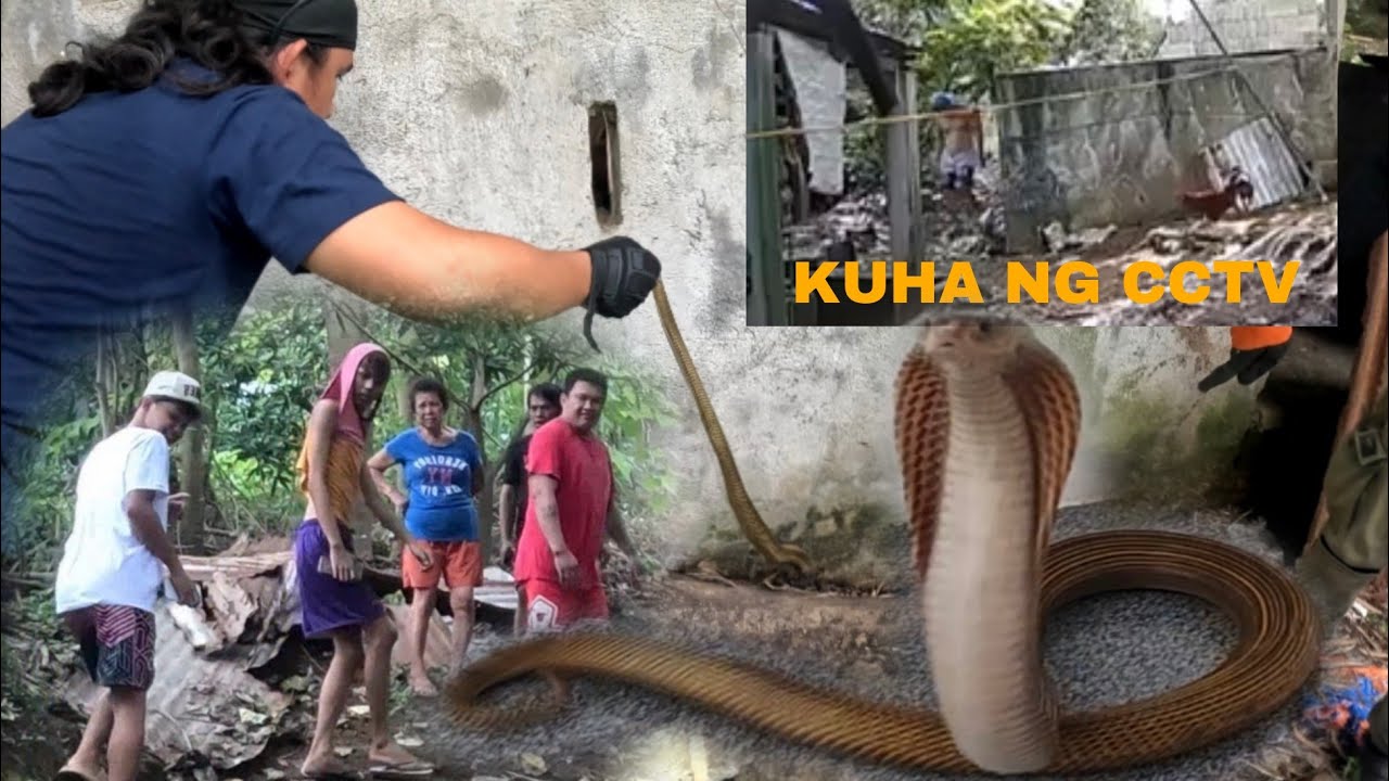NAKUHANAN NG CCTV KUNG PAANO UMATAKE ANG MALAKING COBRA 