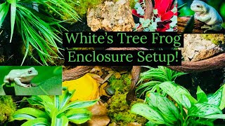 White’s Tree Frog Enclosure Setup!!!