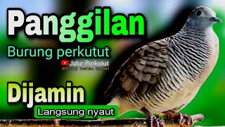 PERKUTUT LOKAL GACOR suara besar  PANCINGAN HANDAL (HITUNGAN DETIK LANGSUNG NYAUT) %ANTI GAGAL