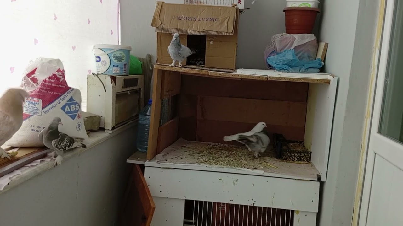 Kuşlarımızın Son Durumu 🐦 Miski Hasta Mı? 🤔 Kanalımıza Abone Olup Videolarımızı Beğenin 💯❤