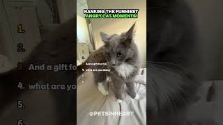 RANKING THE SPICIEST ANGRY CATS! 🐱🔥 #shorts