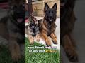 india ki sabse acchi breed 👉🐕‍🦺💯 German shepherd 🐕‍🦺💯#german shepherd #viral #dog #trending 👉🦮💯