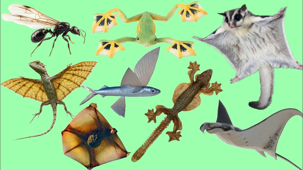 Learn Flaying Animals Names And Sounds In English | Flaying Animals Names And Sounds For Kids 