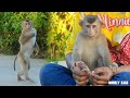 Lovely Mom Take Care Smart Monkey Kako Walk And Clean Nails