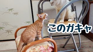 【保護猫】子猫の挑発を見事な投げ技で床へ叩きつけ 軽くひねり潰す先住猫ゲン🐹後編 by Lucky Time 42,010 views 3 years ago 4 minutes, 23 seconds