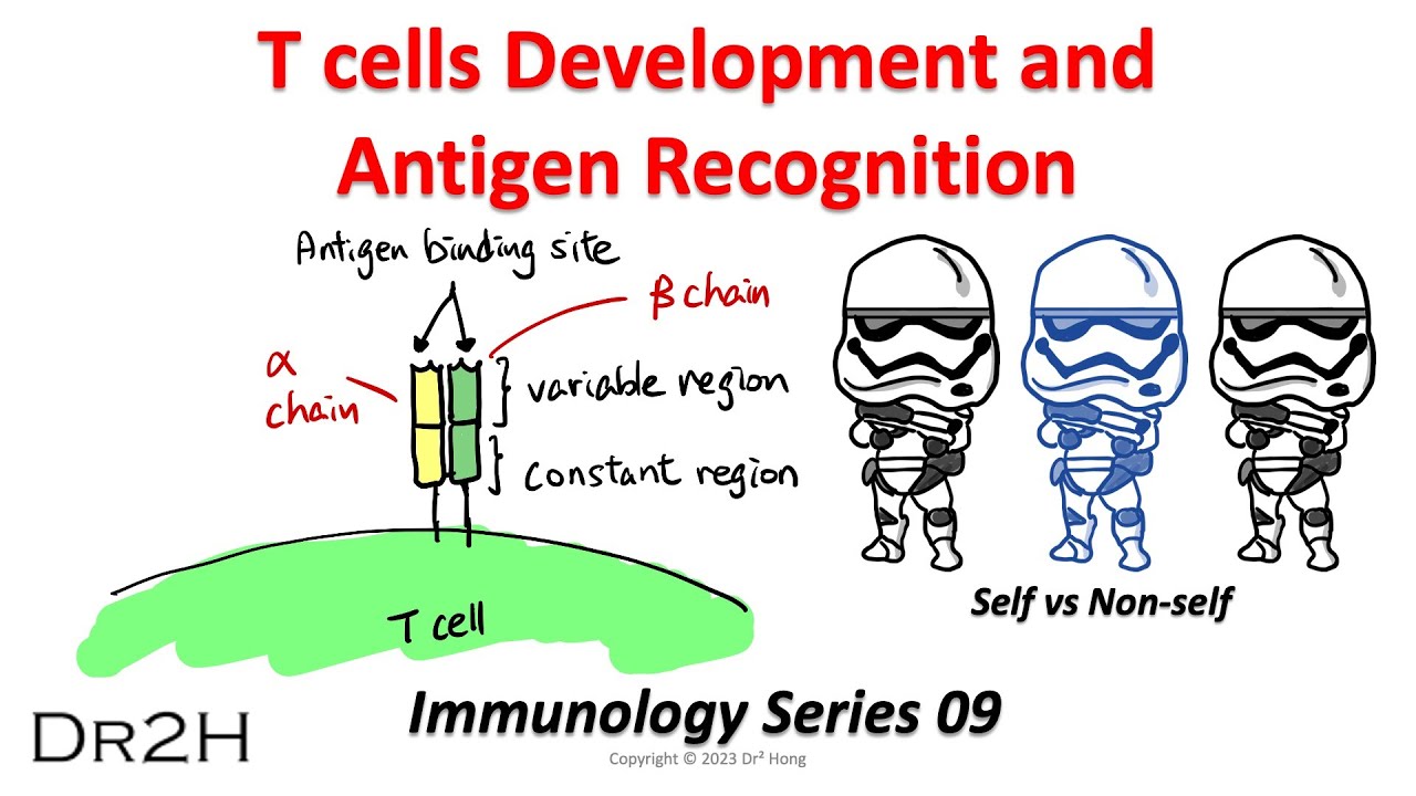 Dr.Hong's Immunology Lecture 09: T cells Development and Antigen ...