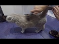 Как правильно вычёсывать кошку