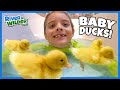 Kids stayhome with baby ducks play withme