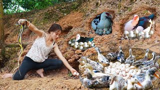 Snake Attacks Duck Egg Nest - Creating Safe Nest for Duck Egg Laying | Country life