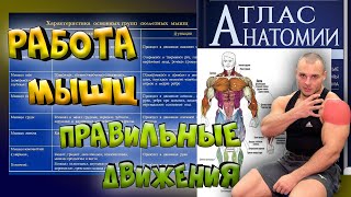 Работа мышц. Анатомия мышц человека. Что нужно знать? Работа мышц. Анатомия мышц человека. Что нужно знать?