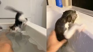 Cats Falling In Bathtubs Fails