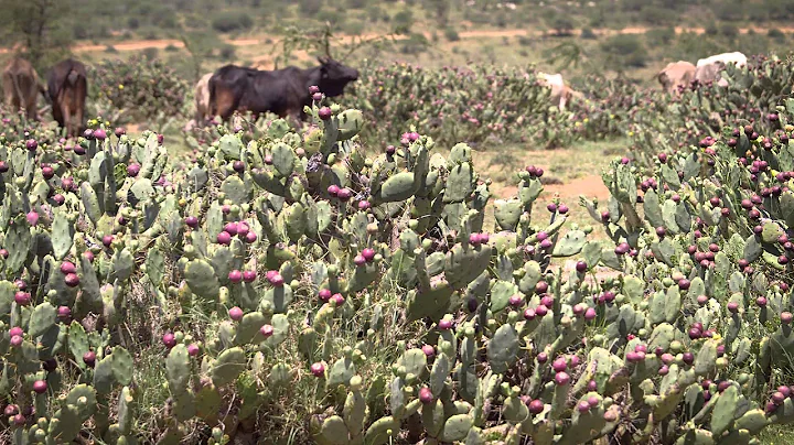 Invasive Africa: Opuntia