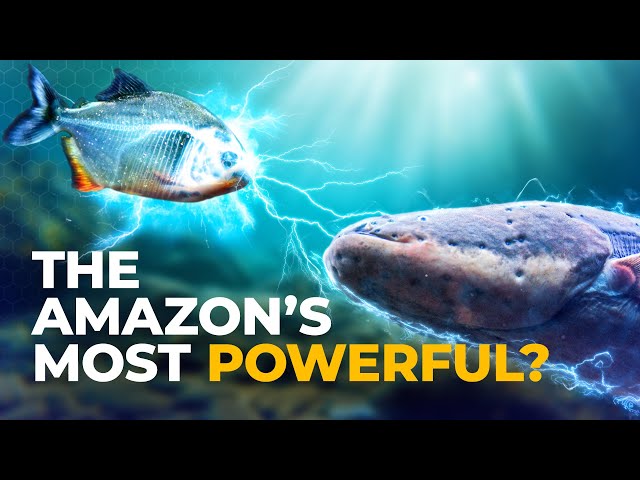 The Insane Biology of: The Electric Eel