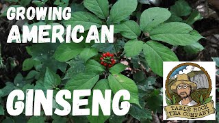 Growing American Ginseng.  We are learning how to grow ginseng here at Table Rock Tea Company.